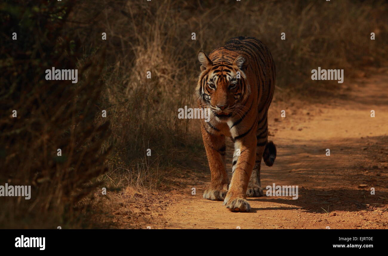 Royal Bengal-Tiger gehen auf Wald verfolgen des Ranthambhore in Indien Stockfoto