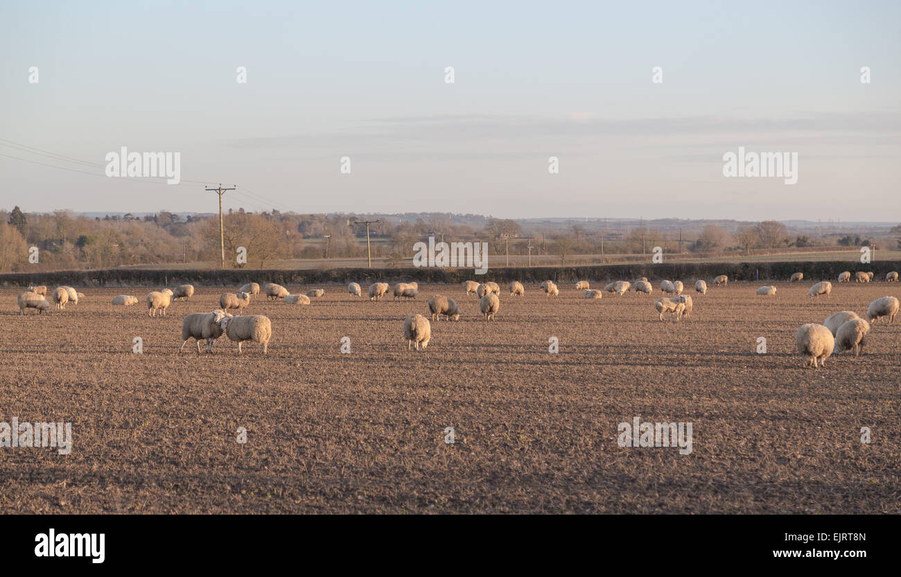 Große Mengen von Schafen in einem Feld Stockfoto