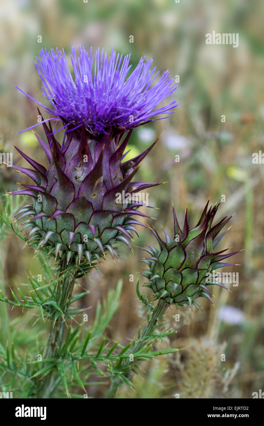 Mariendistel Oder Artischocke Was Ist Besser Artischocken Disteln Artischocken Distel Asteraceae Stockfotos und