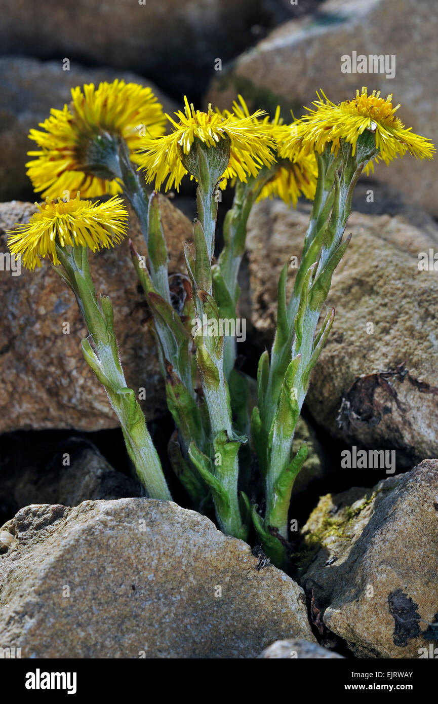 Huflattich (Tussilago Farfara) in Blüte Stockfoto