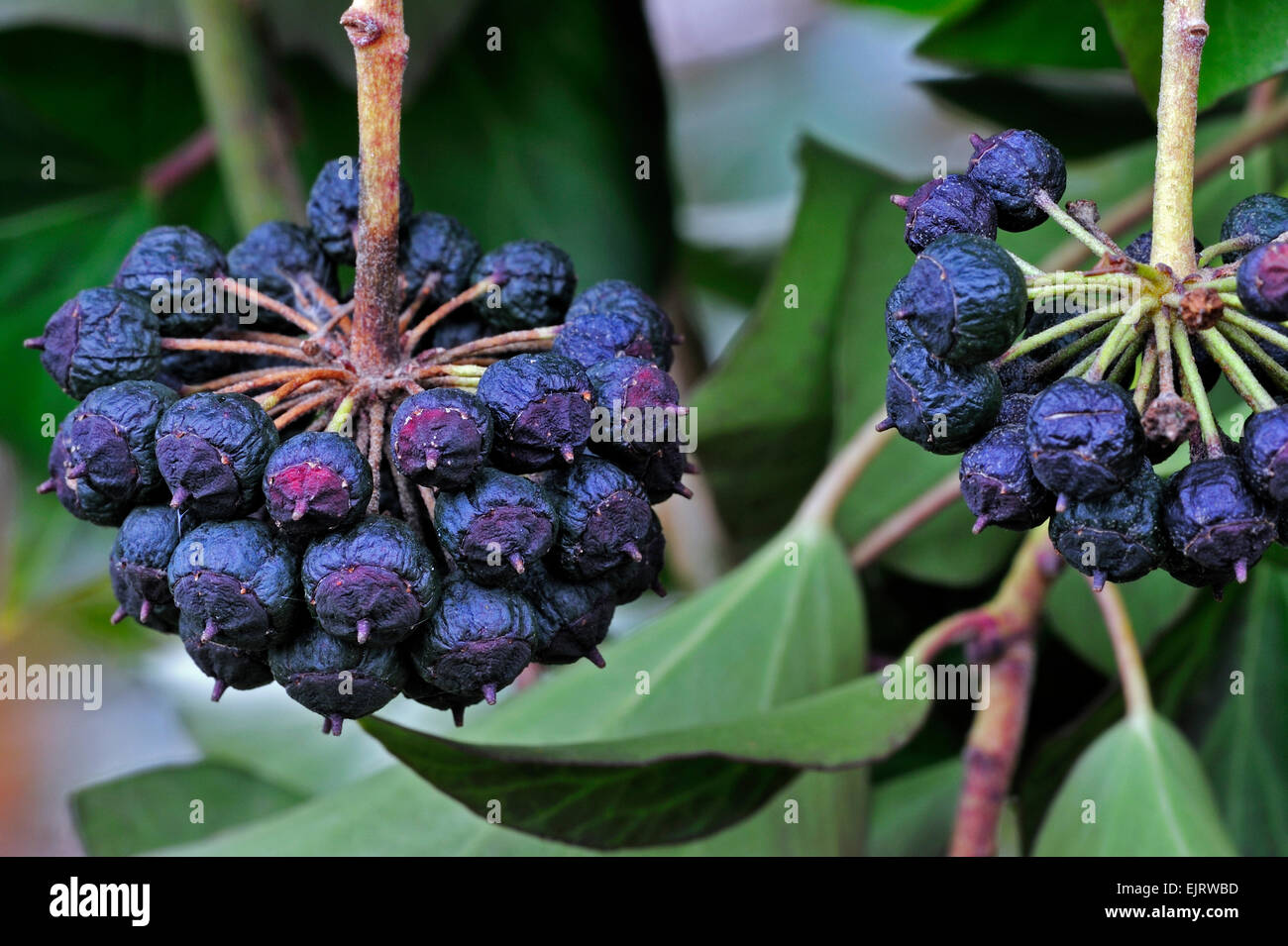 Gemeinsamen Efeu (Hedera Helix) Nahaufnahme von Beeren Stockfoto