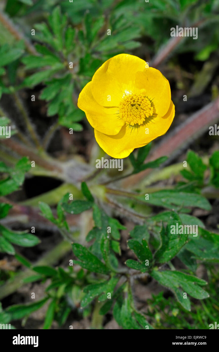 St. Antonius Rübe / knolligen Hahnenfuß (Ranunculus Bulbosus) in Blüte Stockfoto