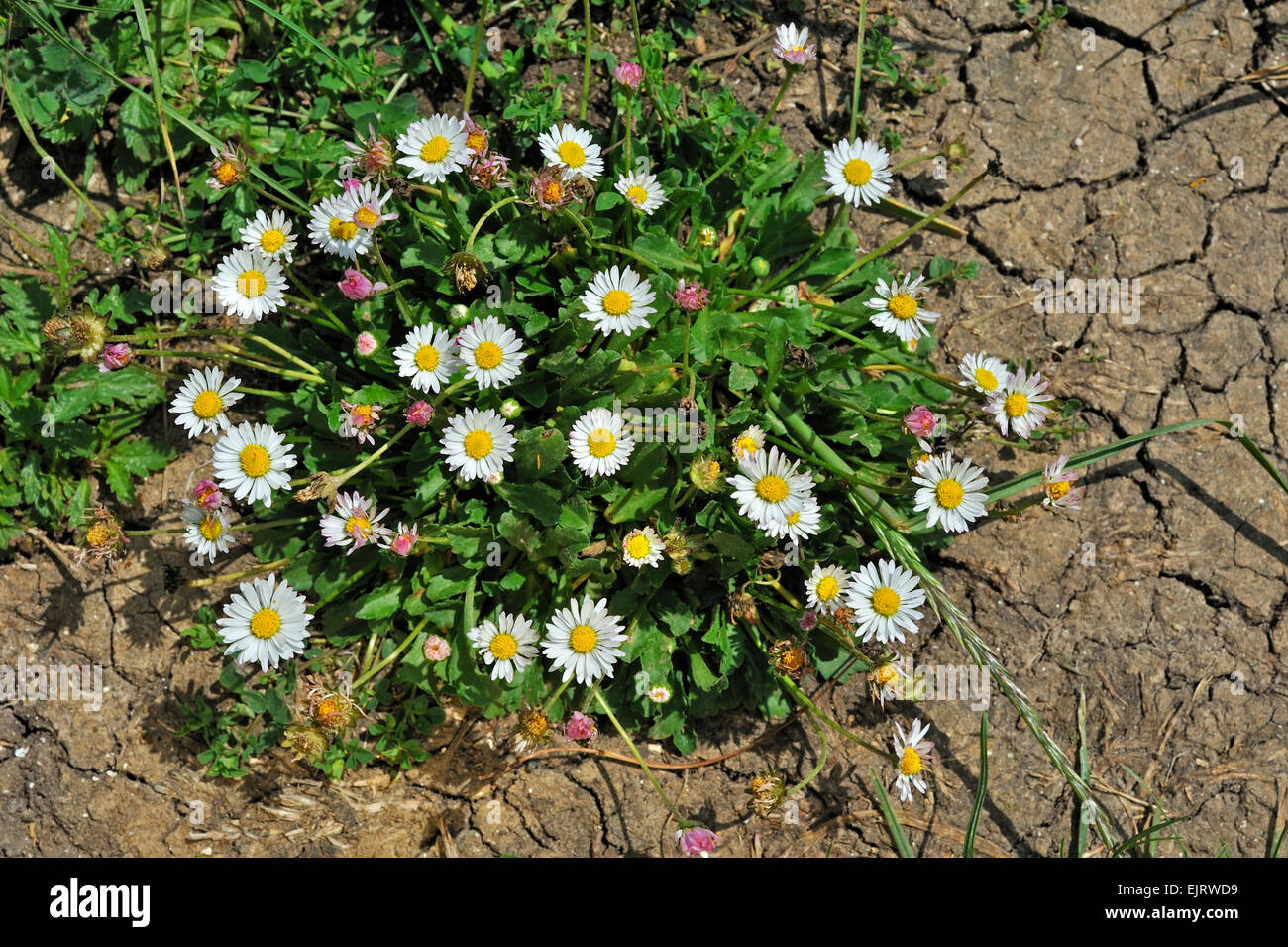 Gemeinsamen Daisy / Rasen Gänseblümchen / englische Gänseblümchen (Bellis Perennis) in Blüte Stockfoto