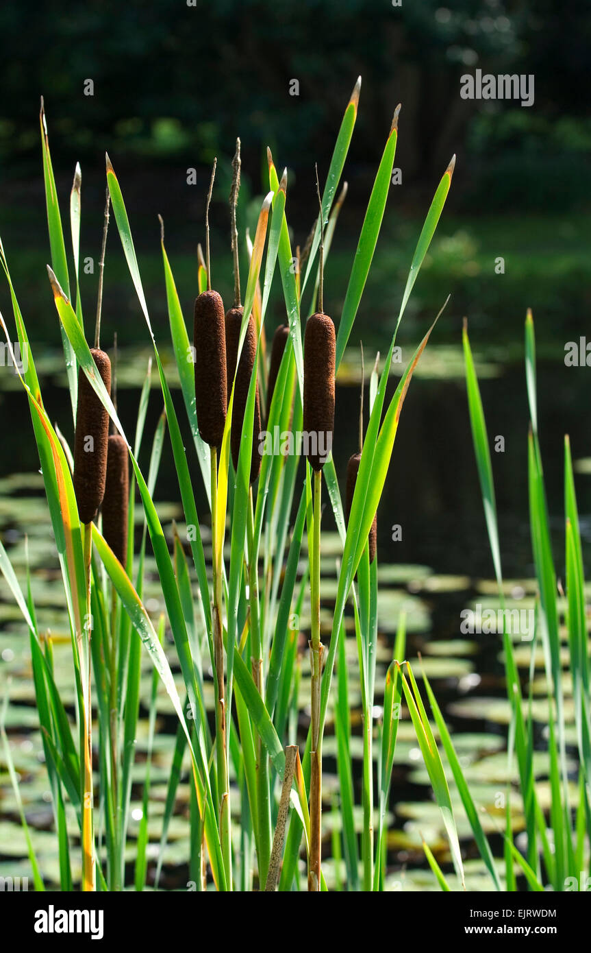 Breitblättrigen Rohrkolben / Rohrkolben (Typha Latifolia) am Teich Stockfoto
