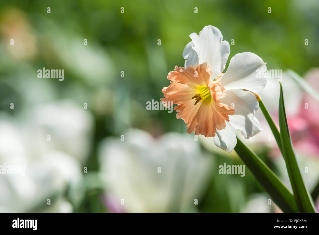 Nahaufnahme einer Narzisse Blume blühen im Blumenbeet Stockfoto