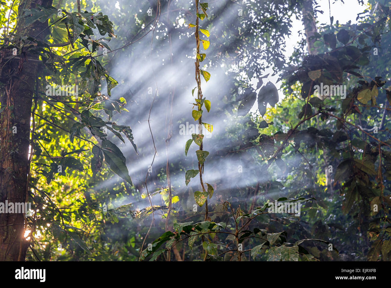 Lichtstrahlen wie Rauch im Amazonas-Regenwald in der Nähe von Iquitos, Peru auf der Durchreise Stockfoto