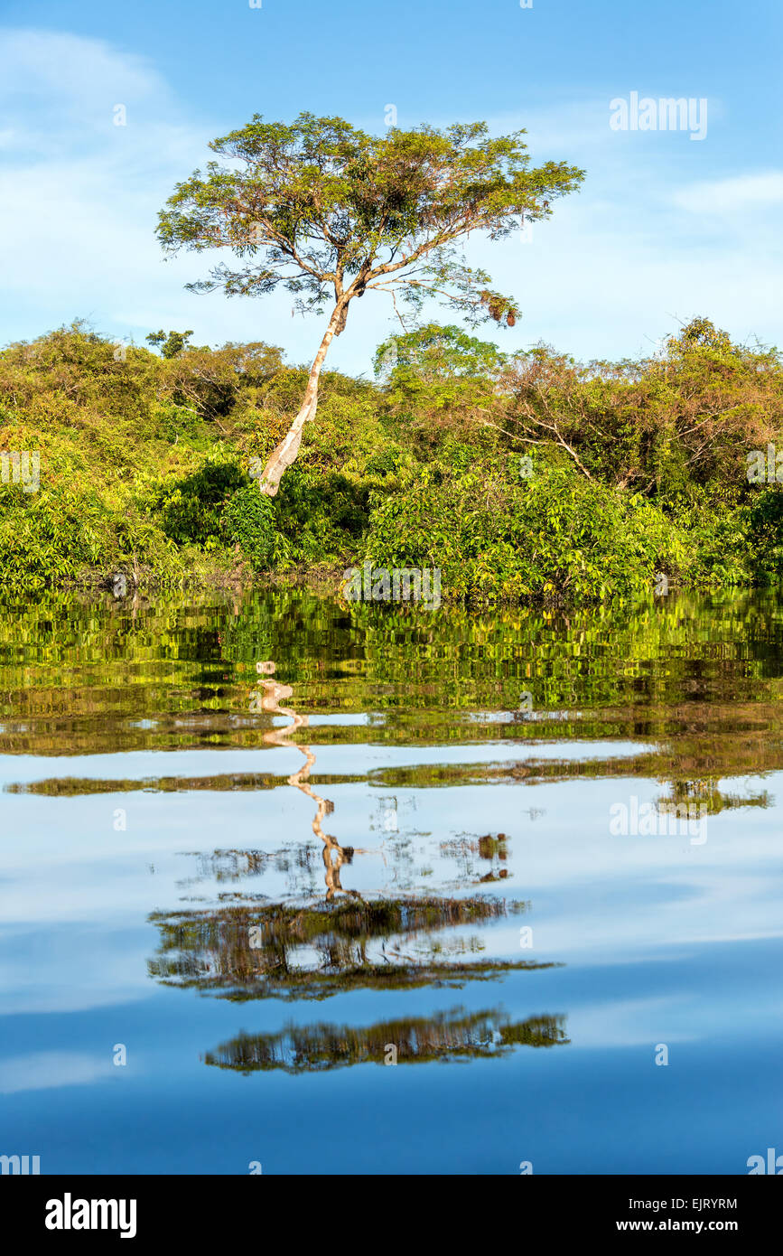 Großer Baum spiegelt sich im Wasser eines Flusses im brasilianischen Amazonas-Regenwald Stockfoto