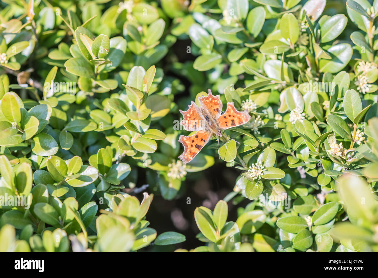 Orange Schmetterling Monarch mit braunen Flecken Nahaufnahme Makro Stockfoto