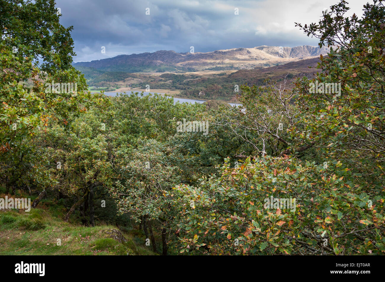Snowdonia im Herbst. Ein Blick vom Dinas Emrys in Richtung Llyn Dinas über den Baumwipfeln des eine Eichenwälder. Stockfoto