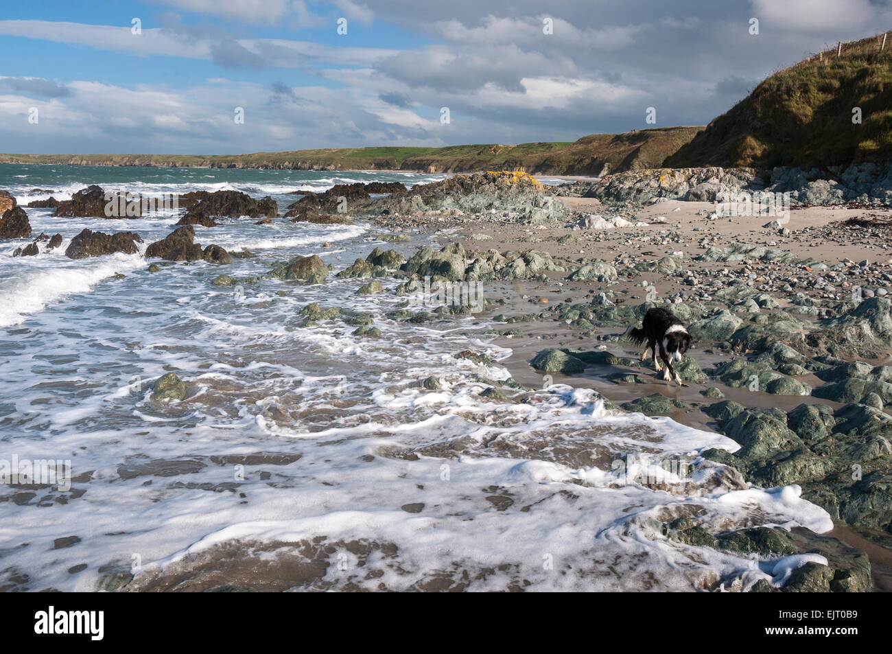 Flut auf Penllech Strand, Lleyn Halbinsel, Nord Wales. Ein Border-Collie am Ufer. Stockfoto