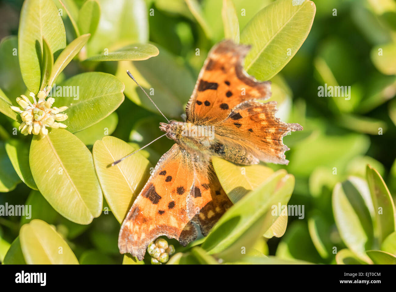 Orange Schmetterling Monarch mit braunen Flecken Nahaufnahme Makro Stockfoto