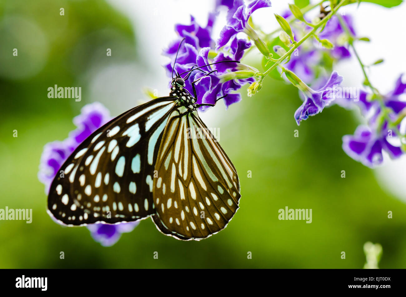 Blue Tiger Schmetterling oder Tirumala Hamata Suche nach Nektar auf lila Blume des goldenen Dew Drop hautnah Stockfoto