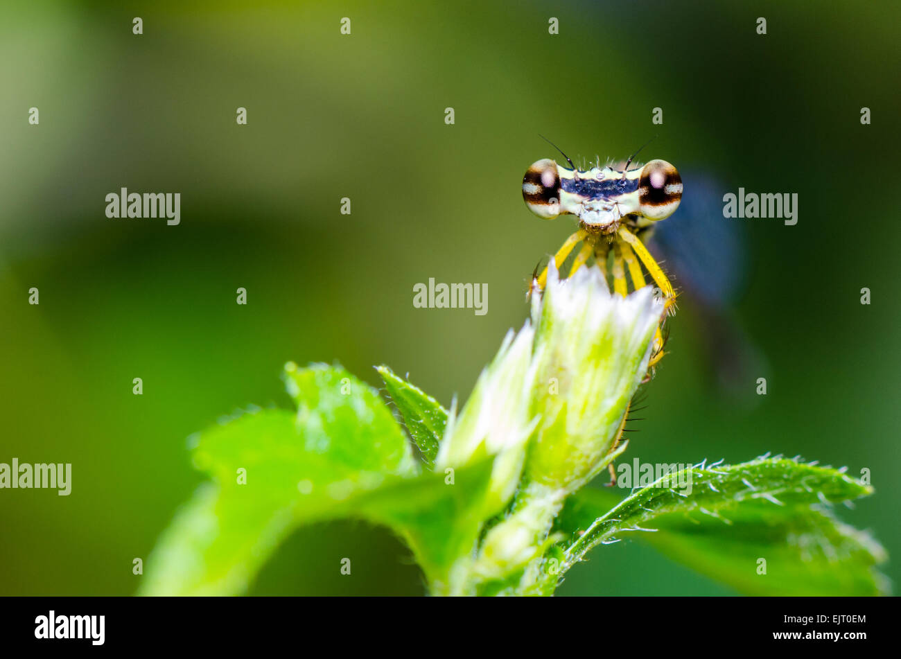Hautnah vor Augen der Libelle, Damselfly, Copera Marginipes, gelbe Bush Dart, gelbe Feder Beine auf Rasen Blume Stockfoto