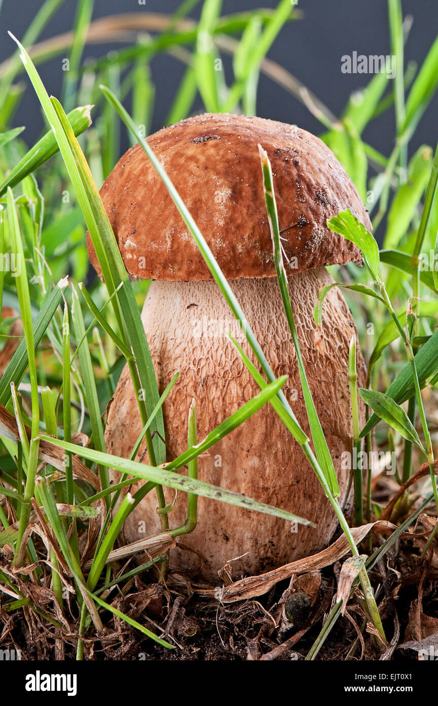 CEPS. Weißer Pilz im Korb auf eine grüne Wiese auf einem dunklen Hintergrund Stockfoto