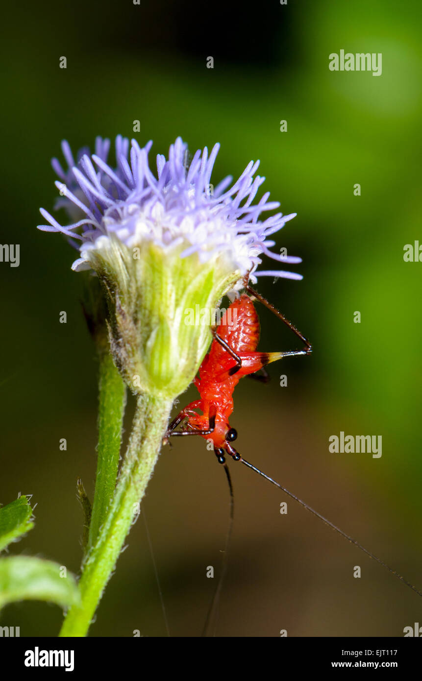 Conocephalus Melas winzige rote schwarze Cricket auf Rasen Blume (Bush Grillen oder Katydids) in Thailand getroffen hautnah Stockfoto
