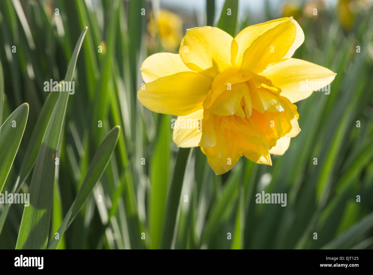 Warten auf den richtigen Moment Massen von geschlossenen Narzisse Blumen bereit, an Ostern warten Sonne öffnen Stockfoto