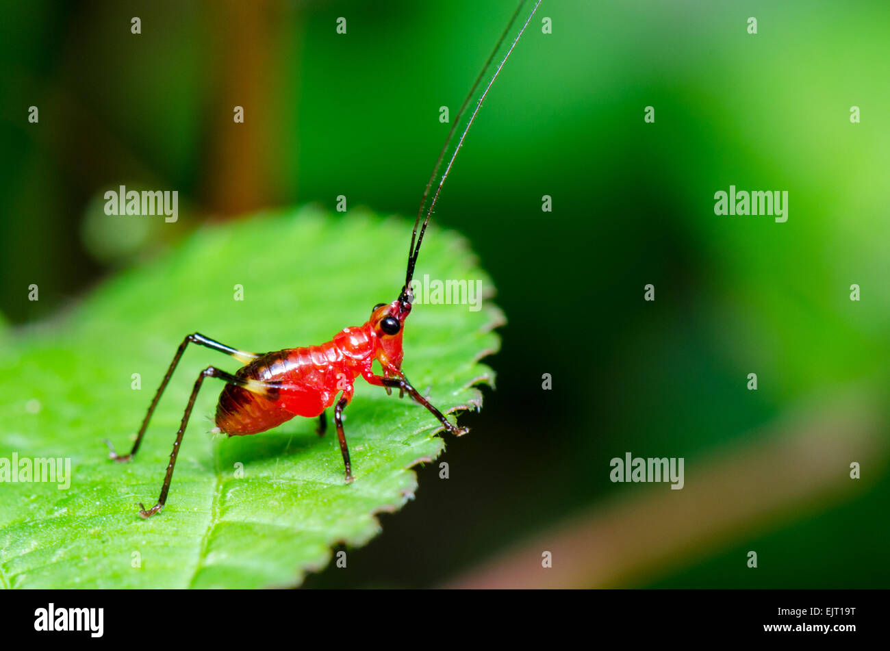 Conocephalus Melas winzige rote schwarze Cricket auf grünes Blatt (Bush Grillen oder Katydids) in Thailand getroffen hautnah Stockfoto