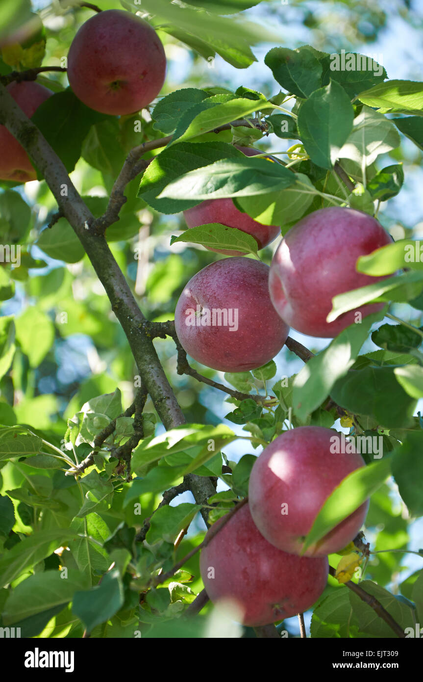 Rote Äpfel wachsen auf dem Ast Stockfoto
