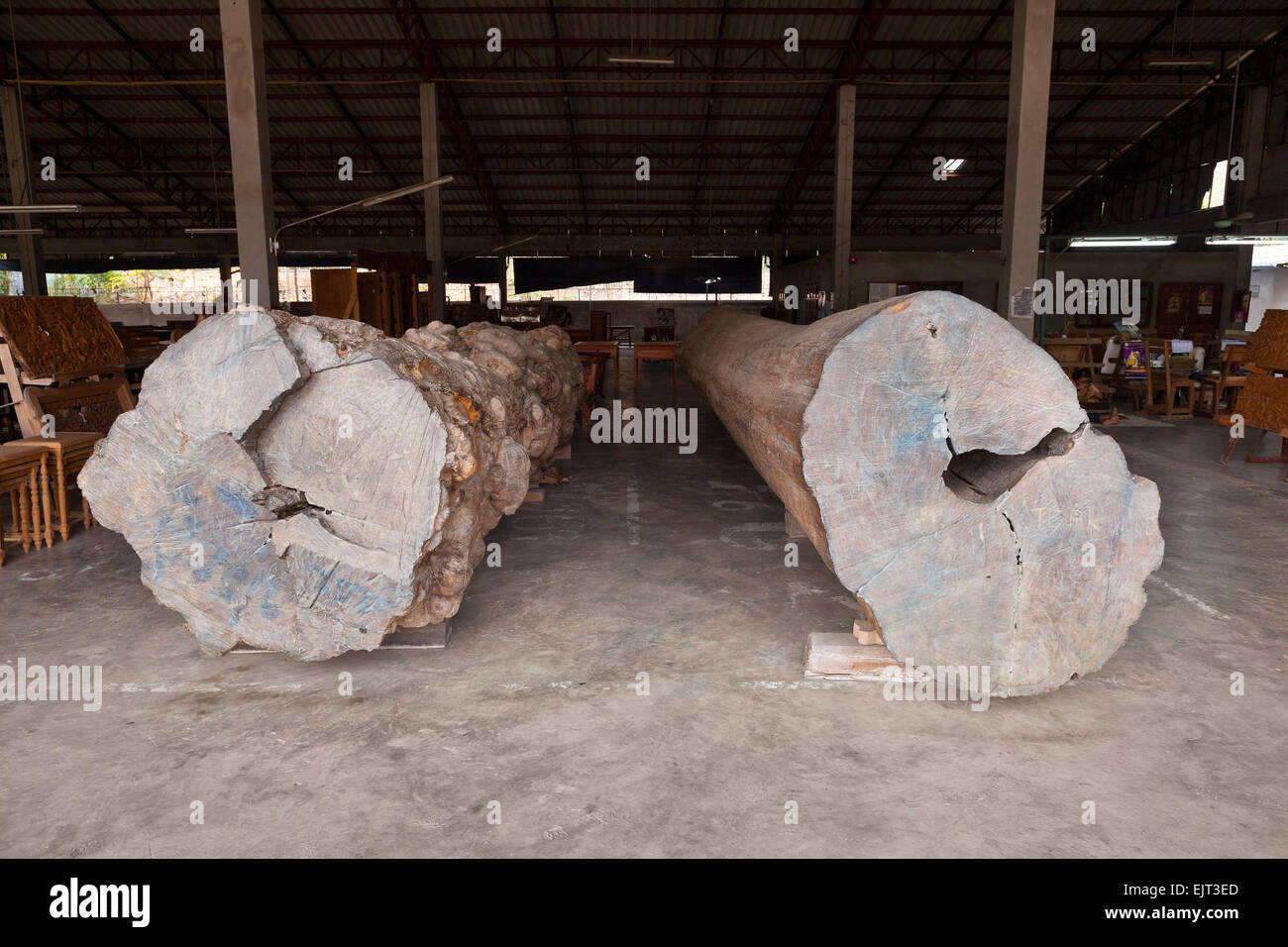 Palisander (links) und Teak (rechts) meldet sich darauf warten, geschnitten und verarbeitet auf einer feinen Möbelwerkstatt, Chiang Mai, Thailand. Stockfoto