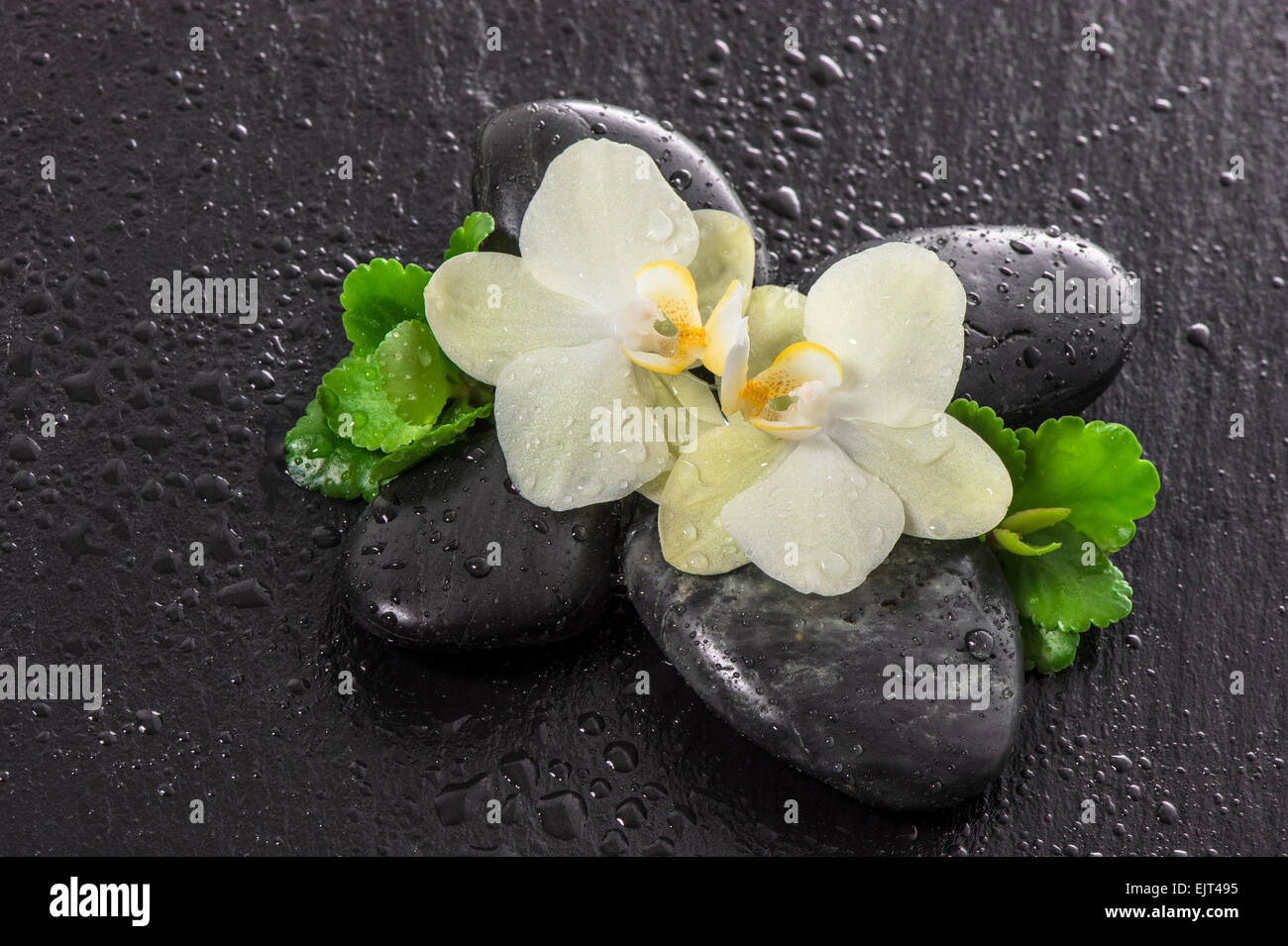 Orchidee blüht und grüne Blätter auf schwarzem Hintergrund. Spa-Konzept mit Steinen und Wassertropfen Stockfoto