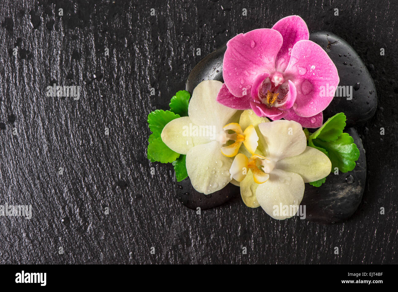 Spa-Konzept mit Orchideenblüten und grüne Blätter auf schwarzem Hintergrund Stockfoto