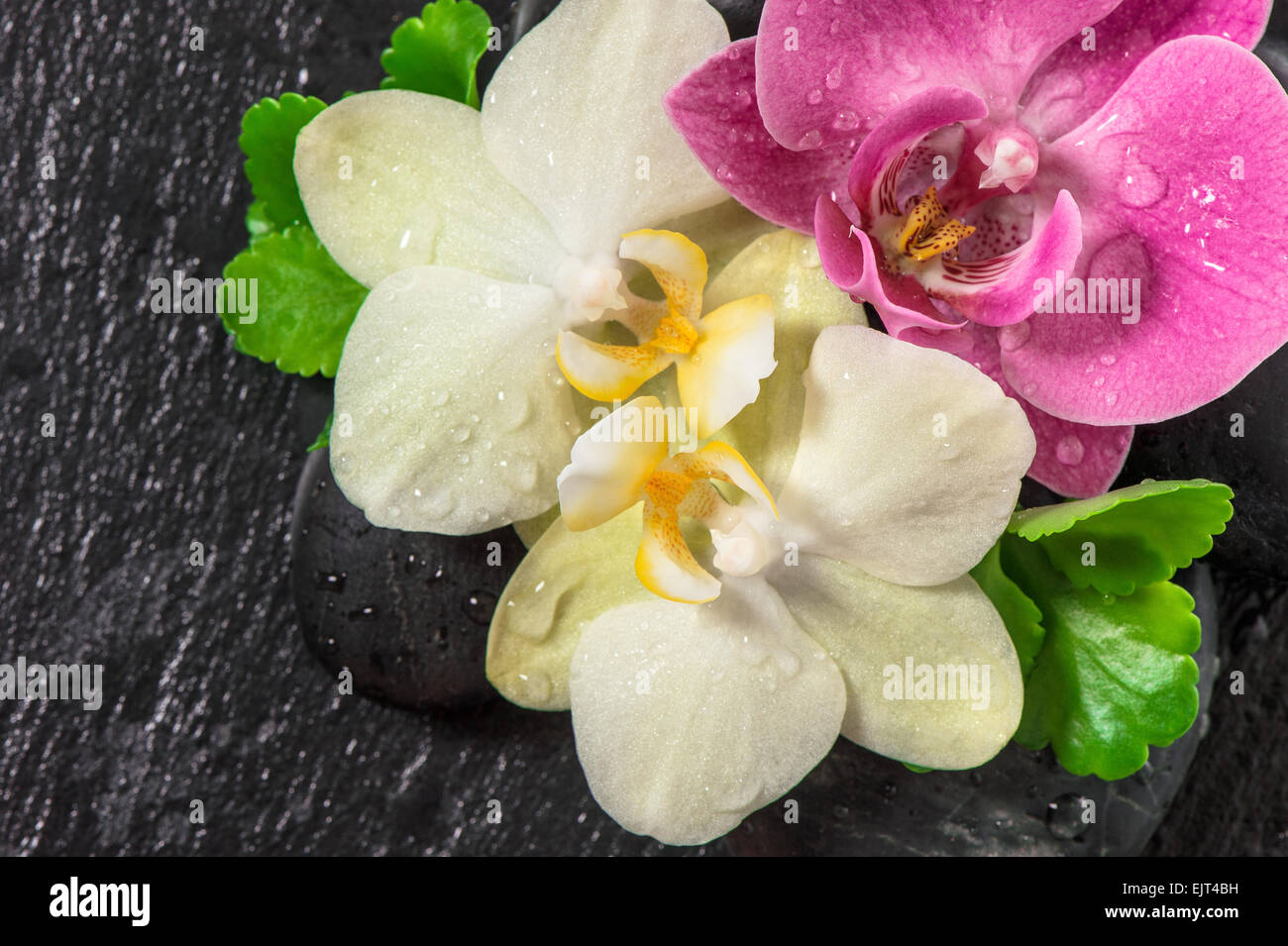 Stillleben mit Orchidee und grüne Blätter auf schwarzem Hintergrund. Spa-Konzept. Frische Blumen Dekoration Stockfoto