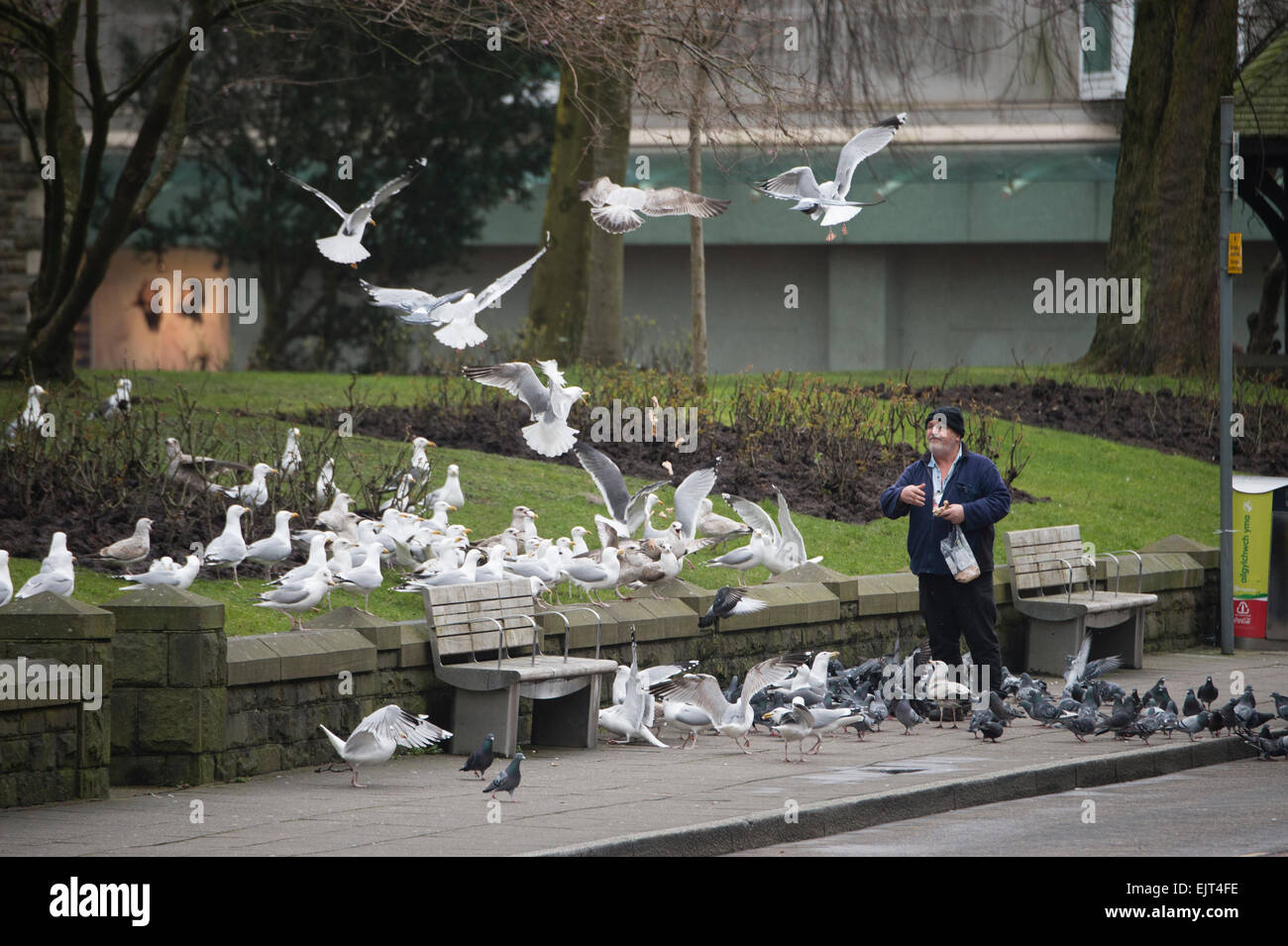 Ein Mann, die Verfütterung von Brot an Tauben und Möwen auf der Straße, Swansea Wales UK Stockfoto