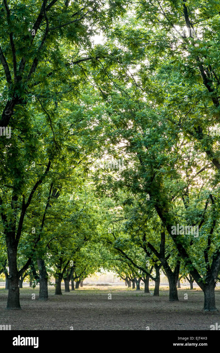 Pecan Obstgärten in der Nähe von Las Cruces, New Mexico, Vereinigte Staaten Stockfoto