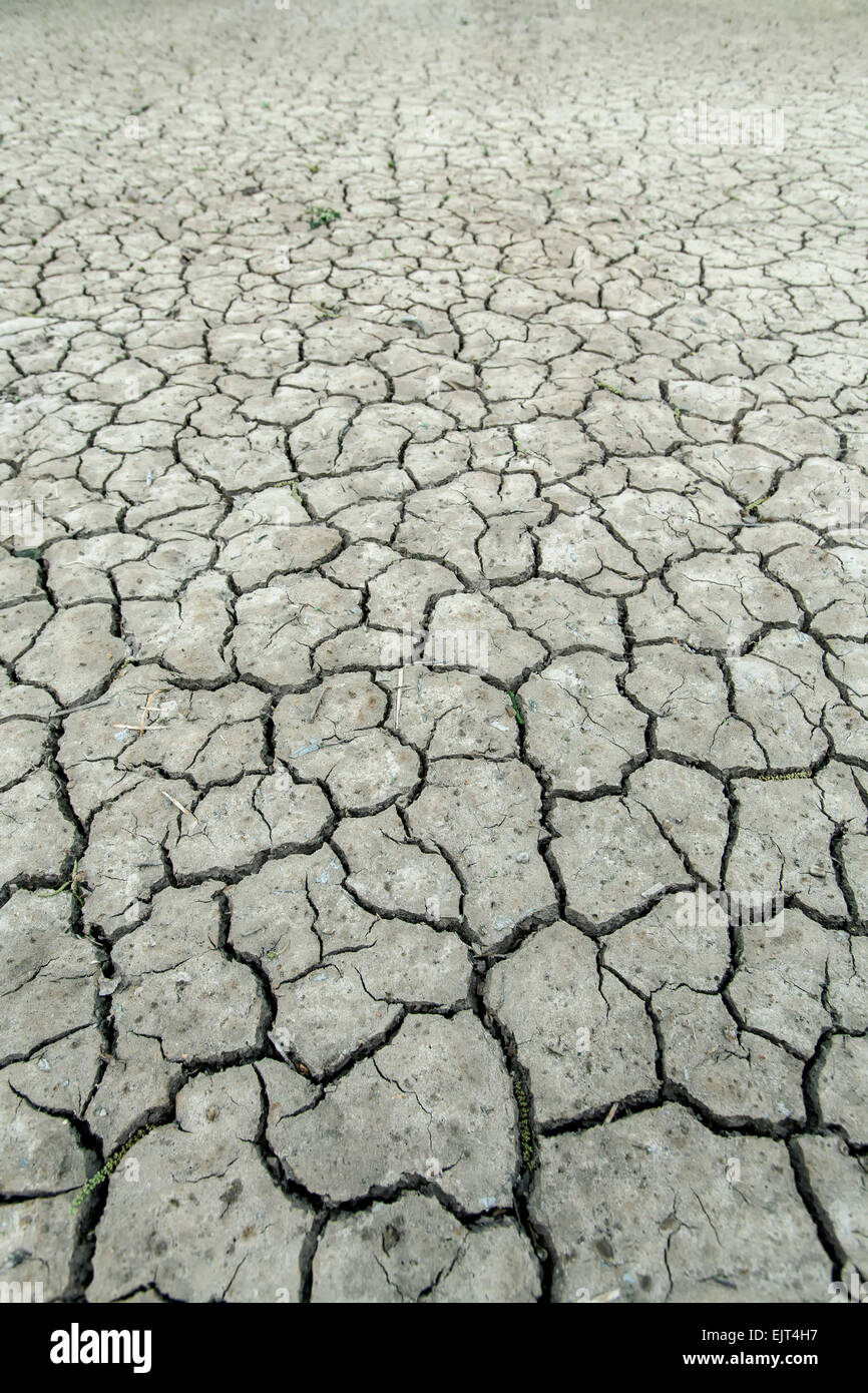 Risse im Schlamm pecan Obstgärten in der Nähe von Las Cruces, New Mexico USA Stockfoto