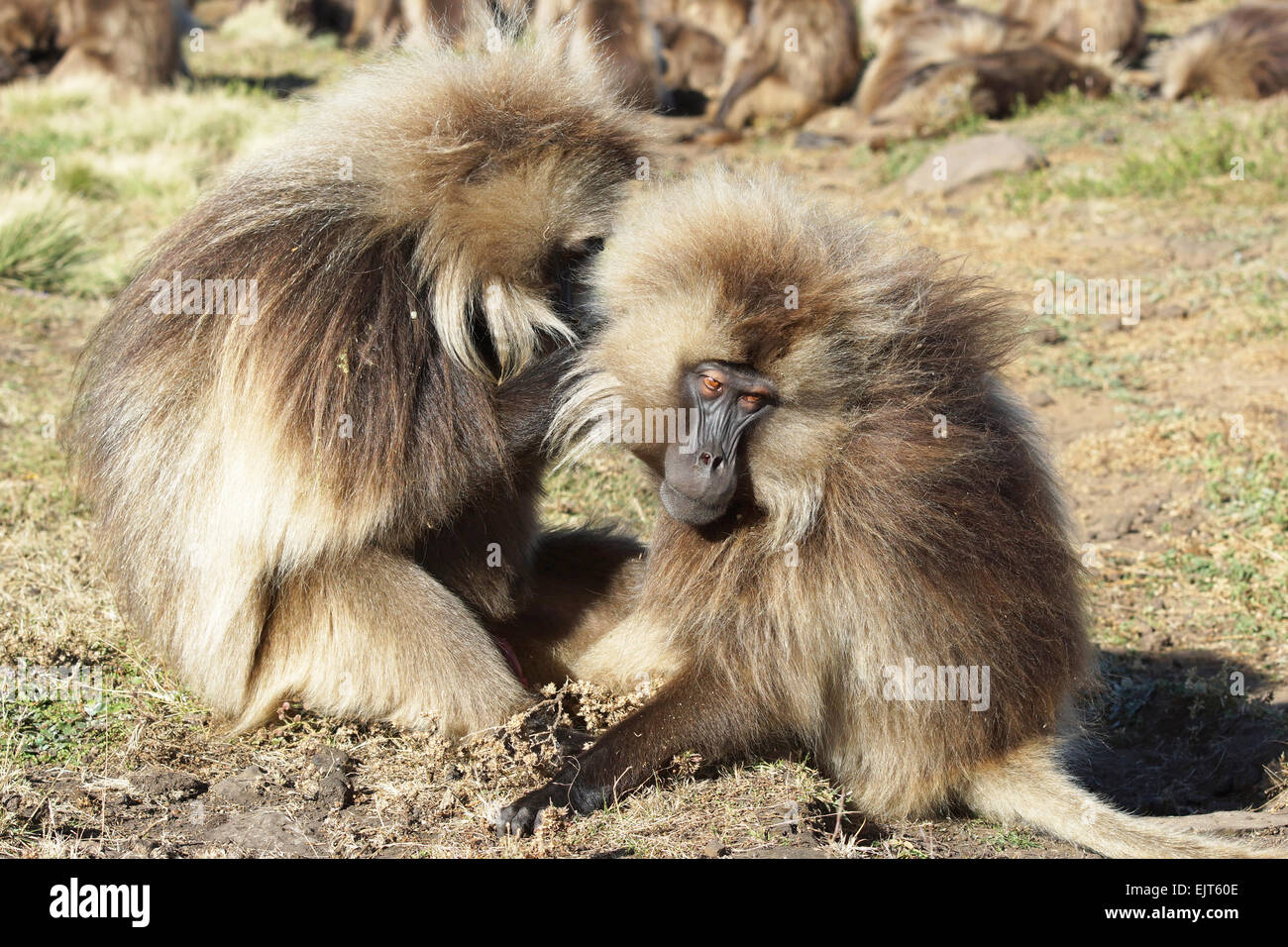 Gelada, Semien Mountains Nationalpark in Äthiopien, Afrika Stockfoto