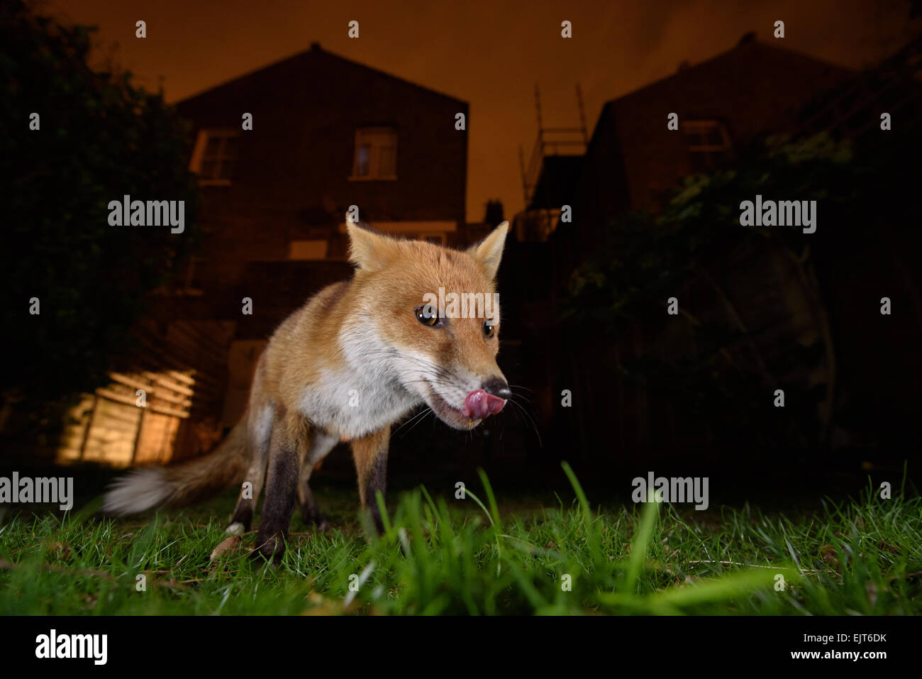 Urban Fuchs leckte die Lippen in einem Garten in Süd-London bei Nacht Stockfoto