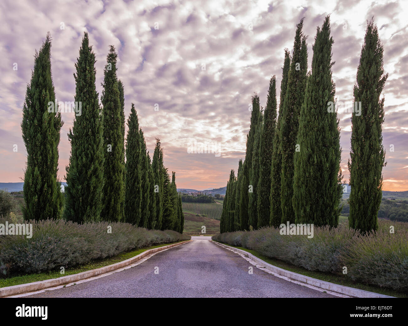 Typische toskanische Einfahrt grenzt von toskanischen Zypressen kurz nach Sonnenuntergang mit interessanten Himmel, in der Nähe von Montepulciano Stockfoto