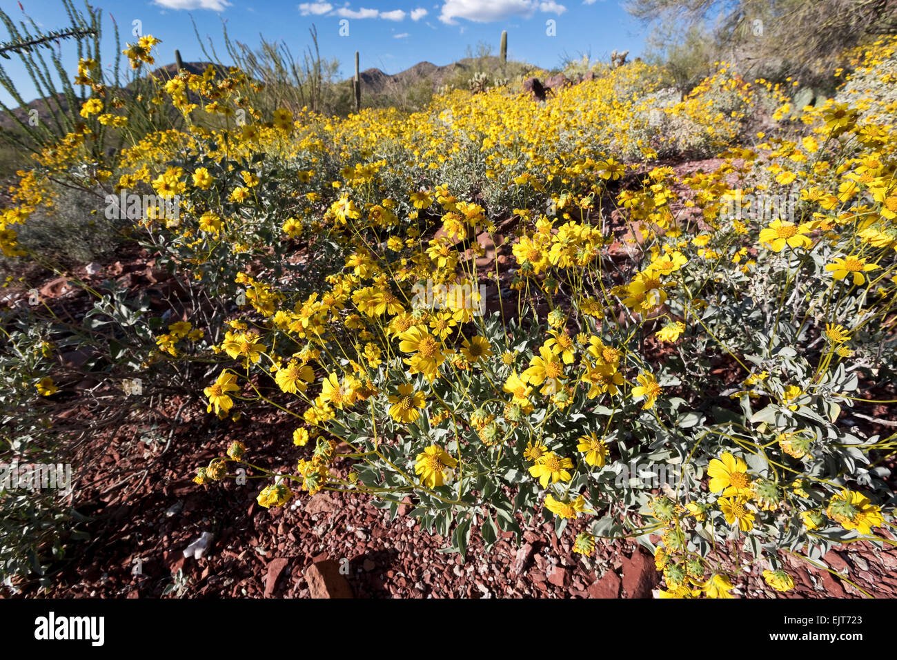 Brittlebush (Encelia Farinosa), Tucson, Arizona Saguaro National Park, West Stockfoto
