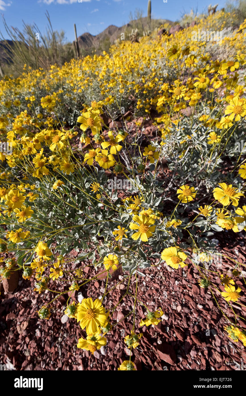 Brittlebush (Encelia Farinosa), Tucson, Arizona Saguaro National Park, West Stockfoto