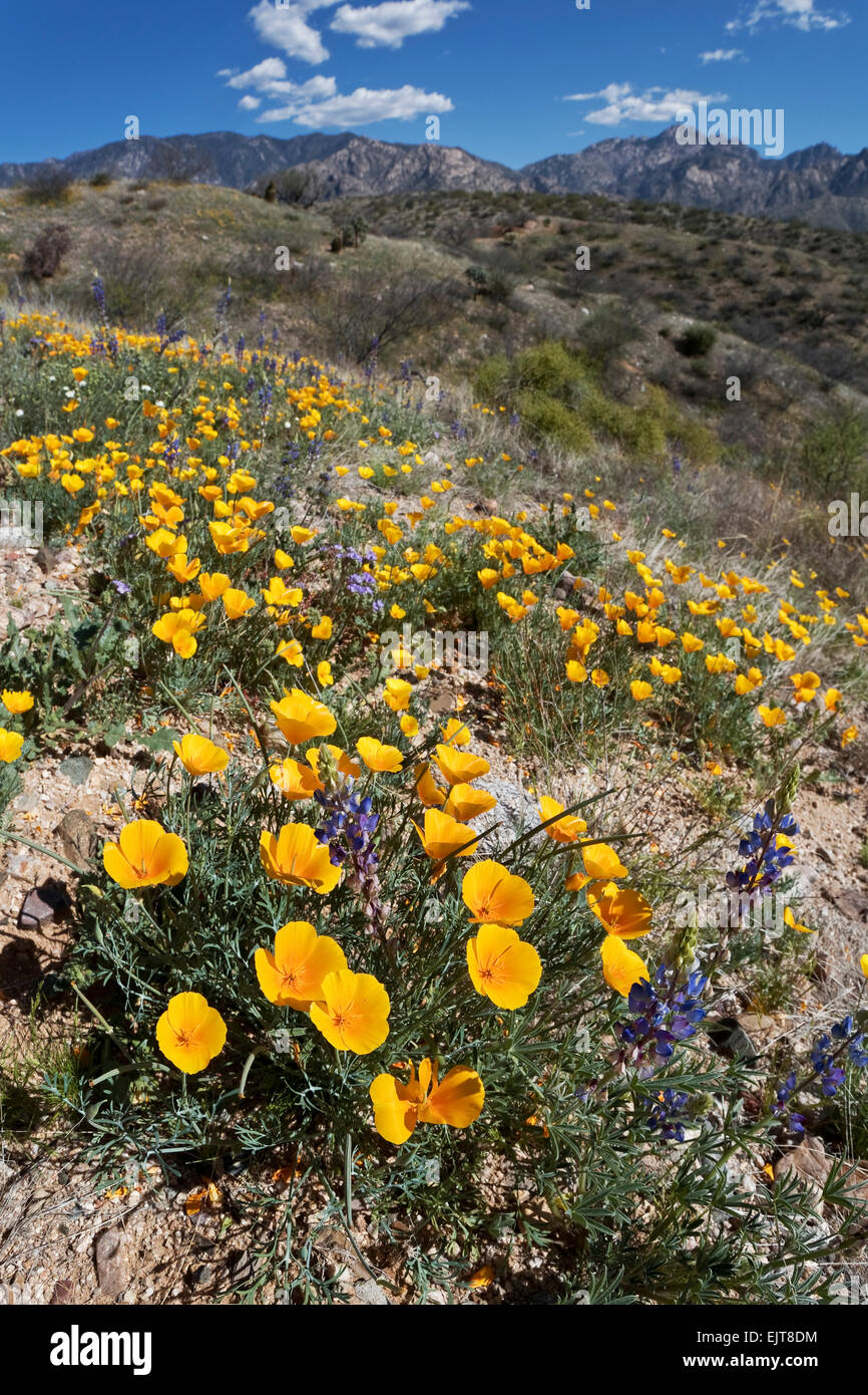 California Poppies und Wüste Lupine Blüte im Catalina State Park, Tucson, Arizona Stockfoto