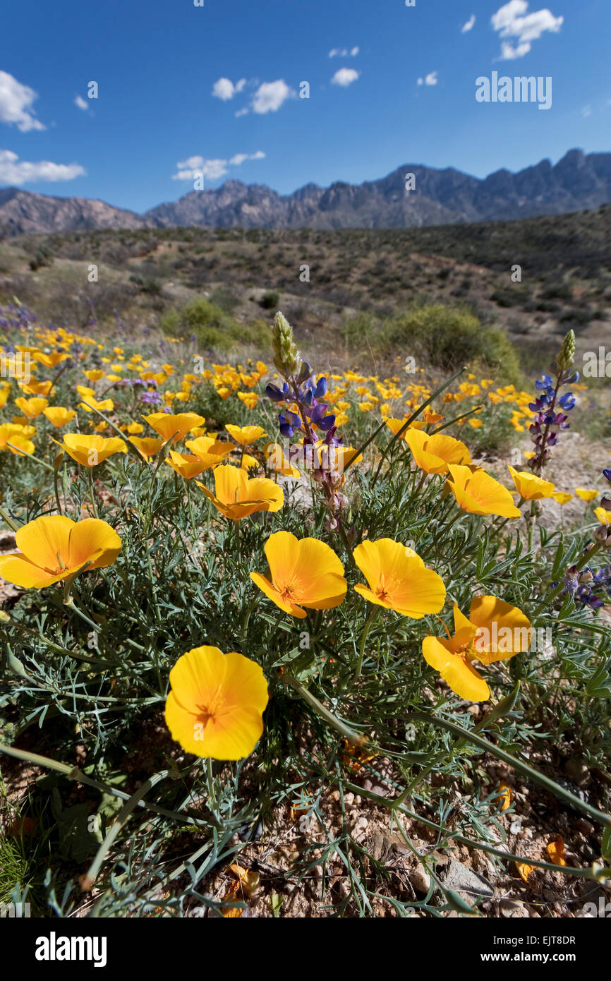 California Poppies und Wüste Lupine Blüte im Catalina State Park, Tucson, Arizona Stockfoto