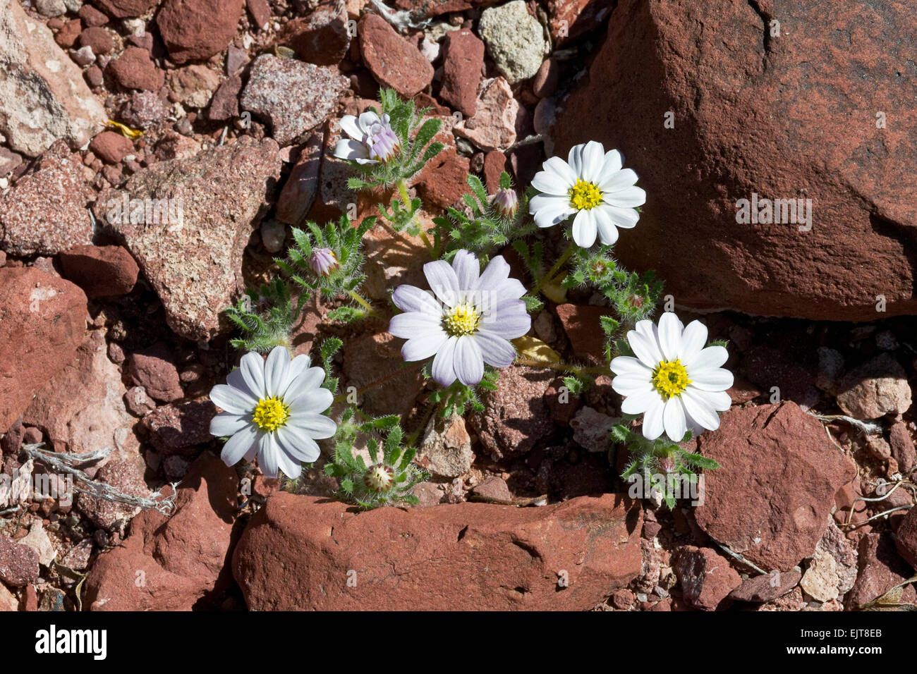 Desert Star aka; Daisy Desertstar (Monoptilon Bellidiforme), Arizona Stockfoto