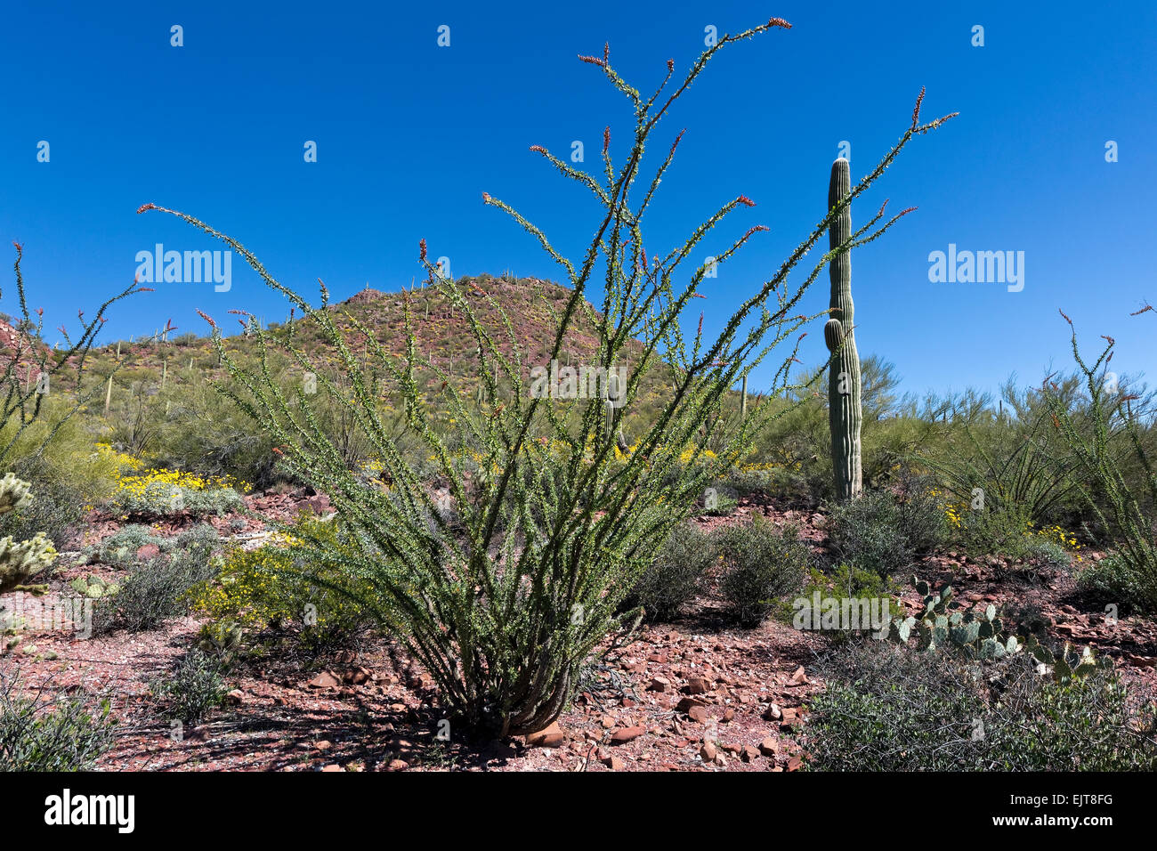 Ocotillo in Blüte, Saguaro National Park, Tucson, Arizona Stockfoto