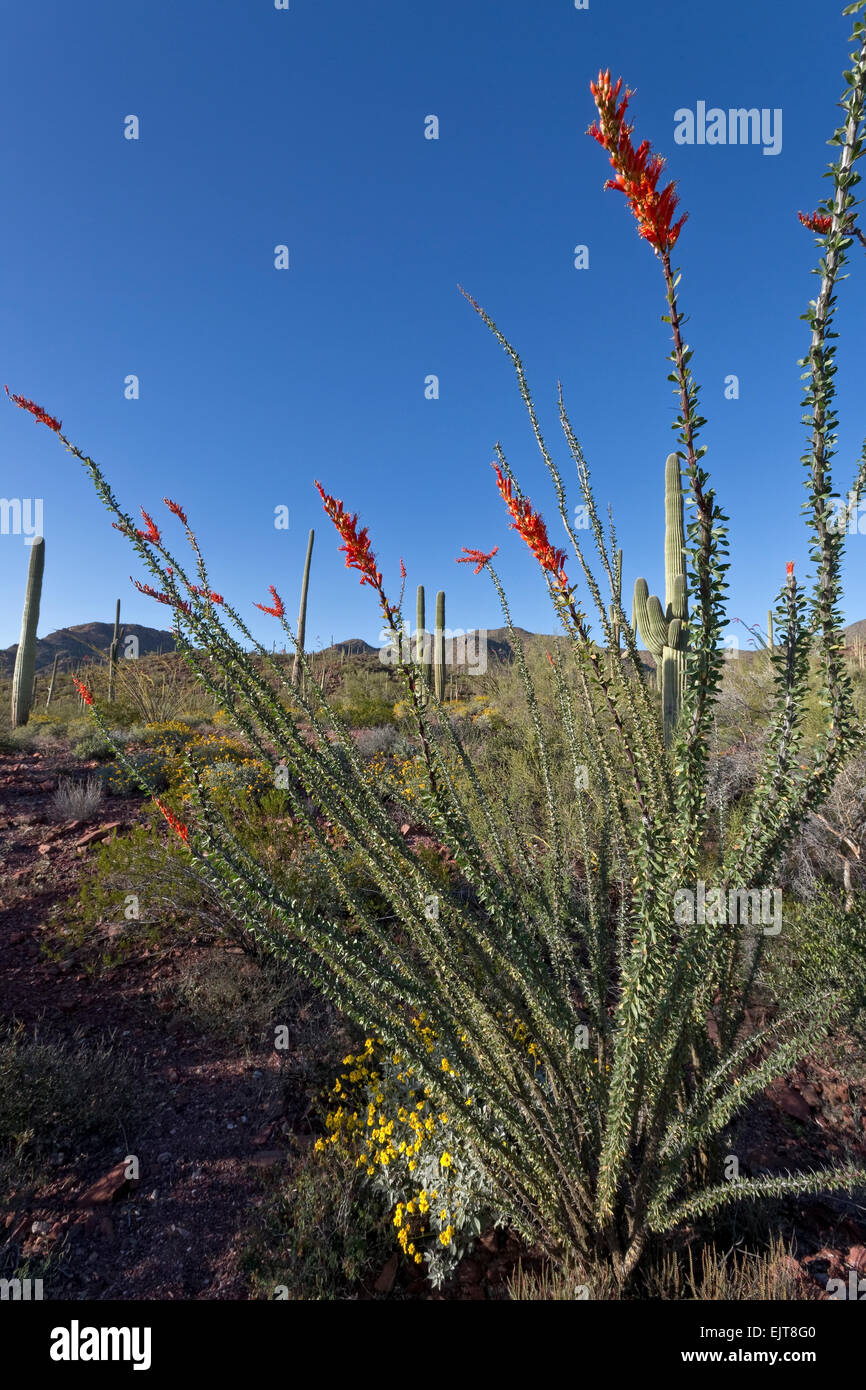 Ocotillo in Blüte, Saguaro National Park, Tucson, Arizona Stockfoto