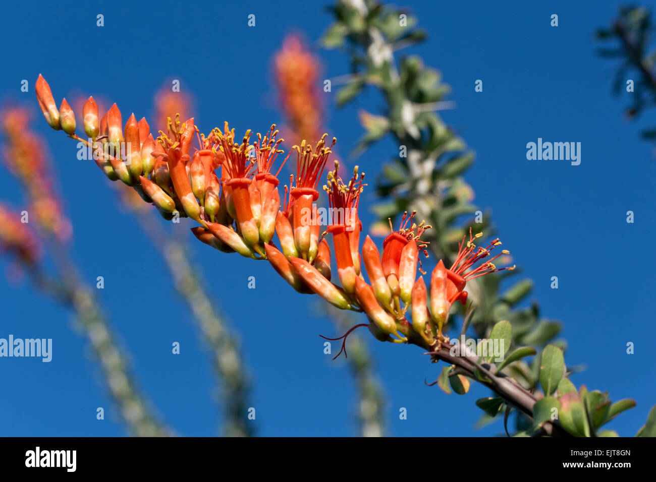 Nahaufnahme von Ocotillo Blumen, Saguaro National Park, Tucson, Arizona Stockfoto