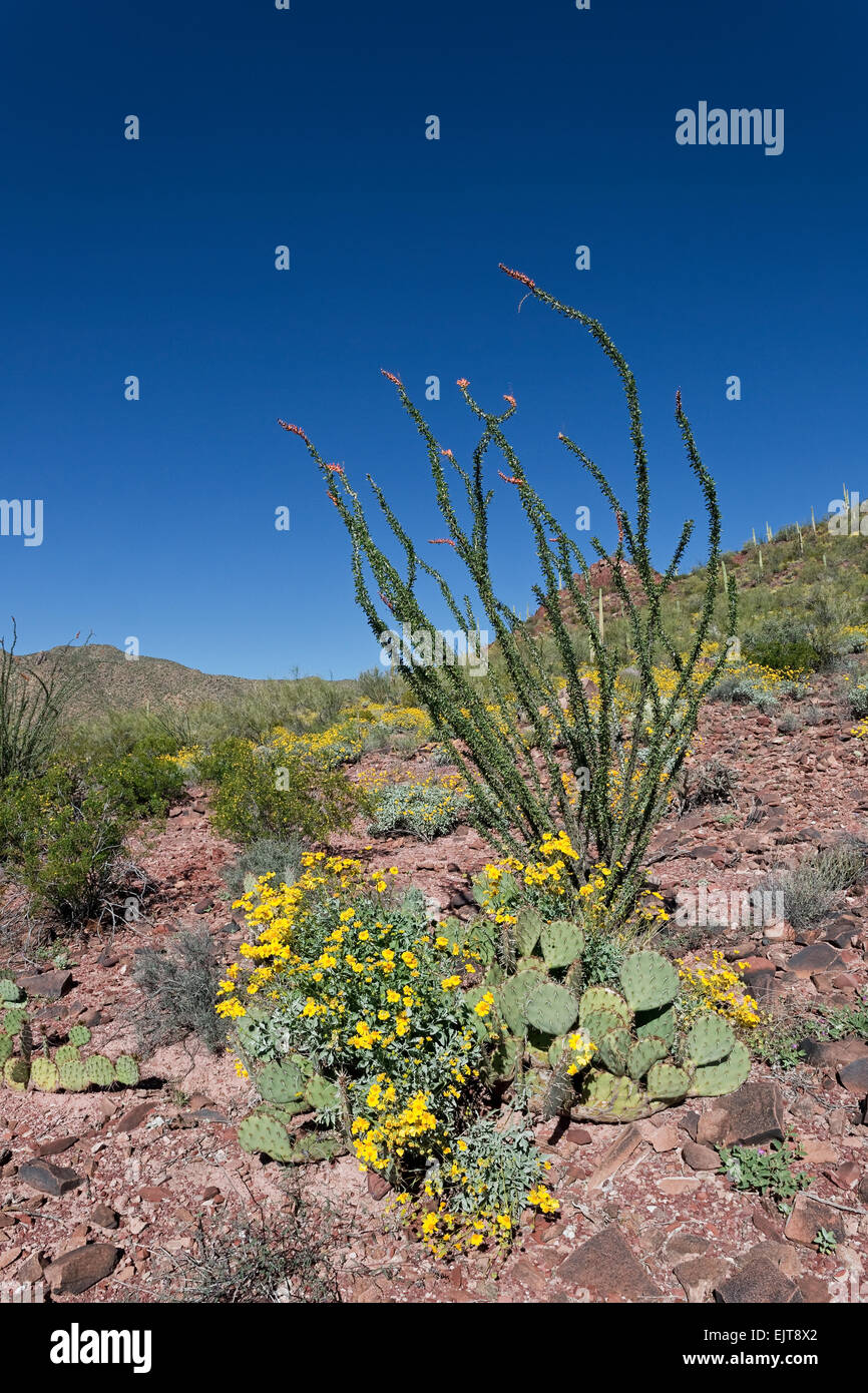 Ocotillo und Brittlebush in Blüte, Saguaro National Park, Tucson, Arizona Stockfoto