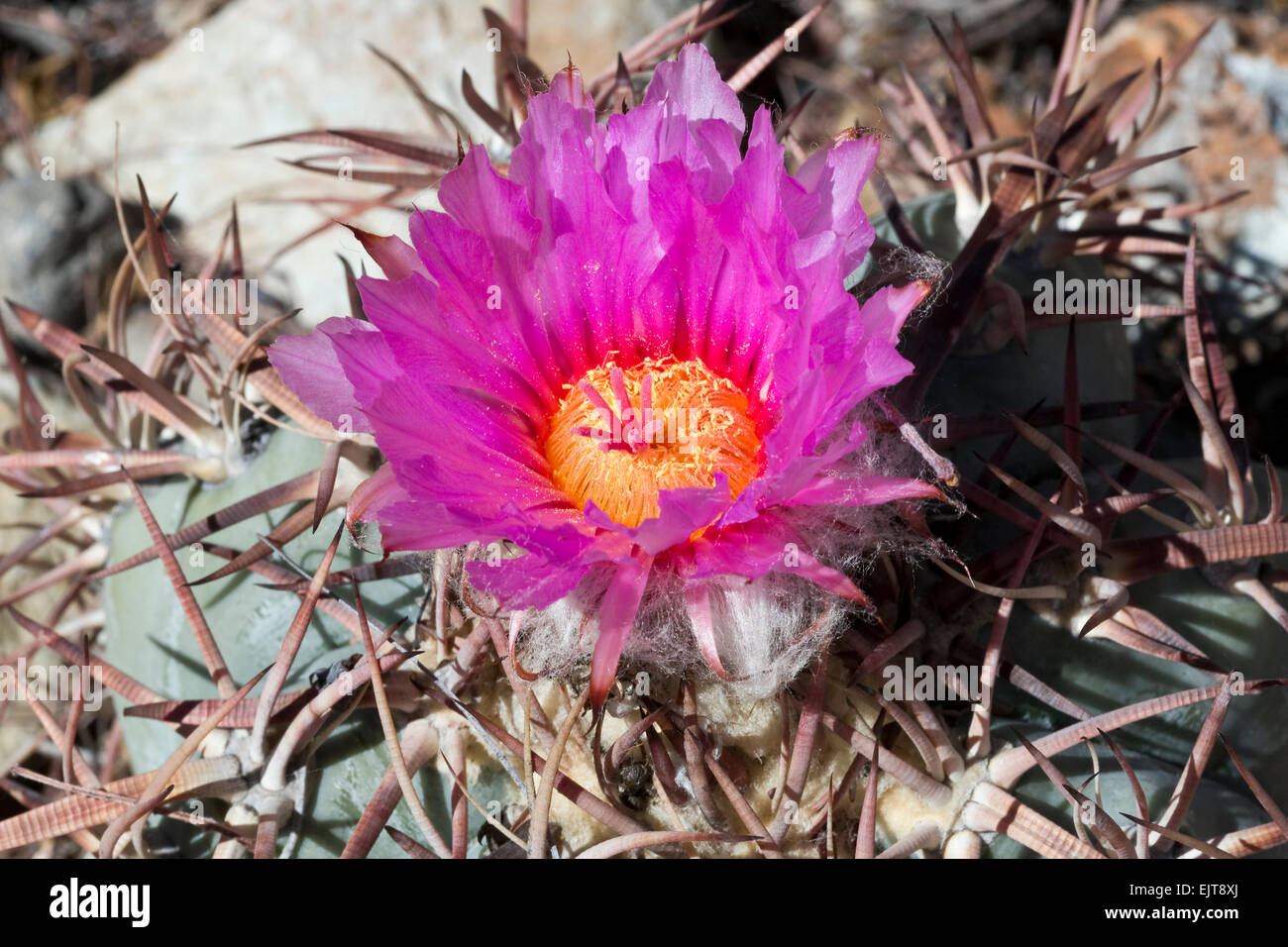 Nichol Turk Kopf Kaktus (Manca Mula), Echinocactus Horizonthalonius v. nicholii Stockfoto