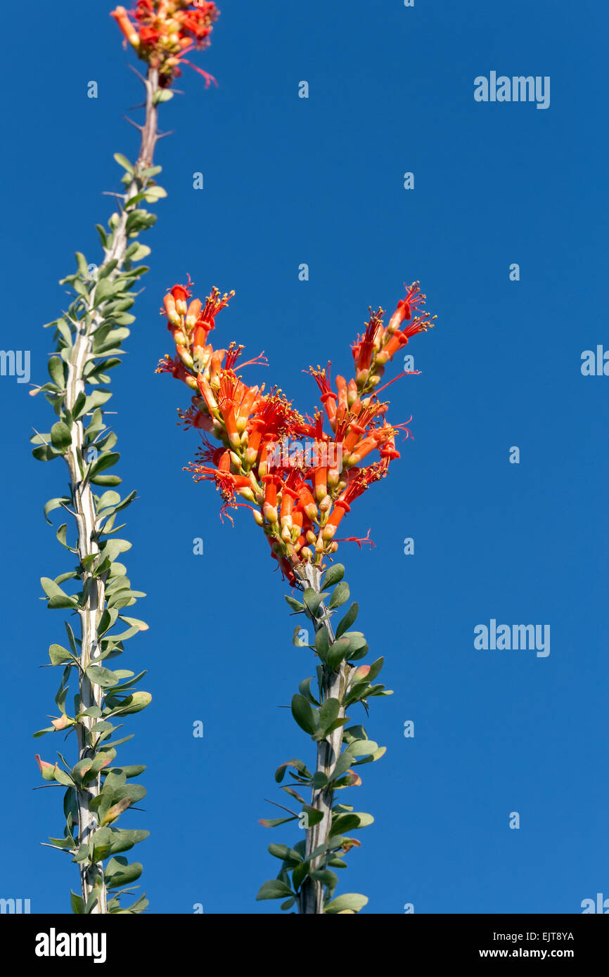 Ocotillo Blumen, Saguaro National Park, Tucson, Arizona Stockfoto