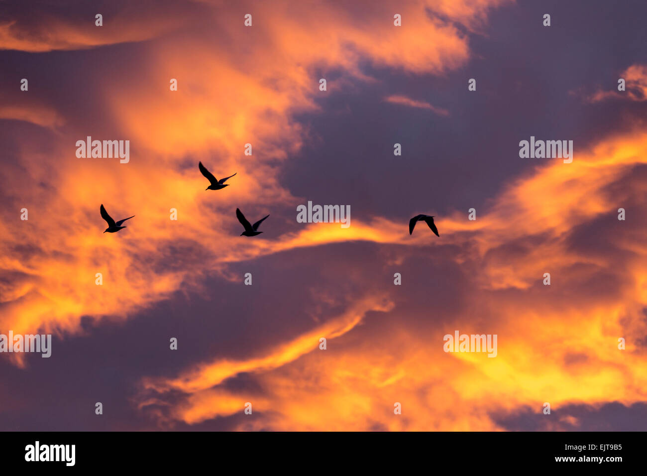 Morgenglut, intensive golden Wolkengebilde und Vogel Stockfoto