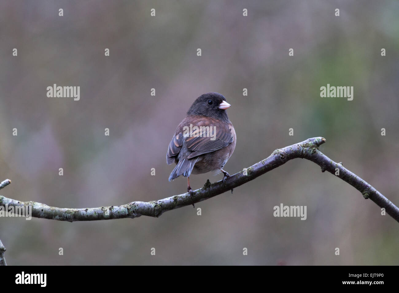 Niedliche dunkeläugigen Junco thront auf Zweig Stockfoto