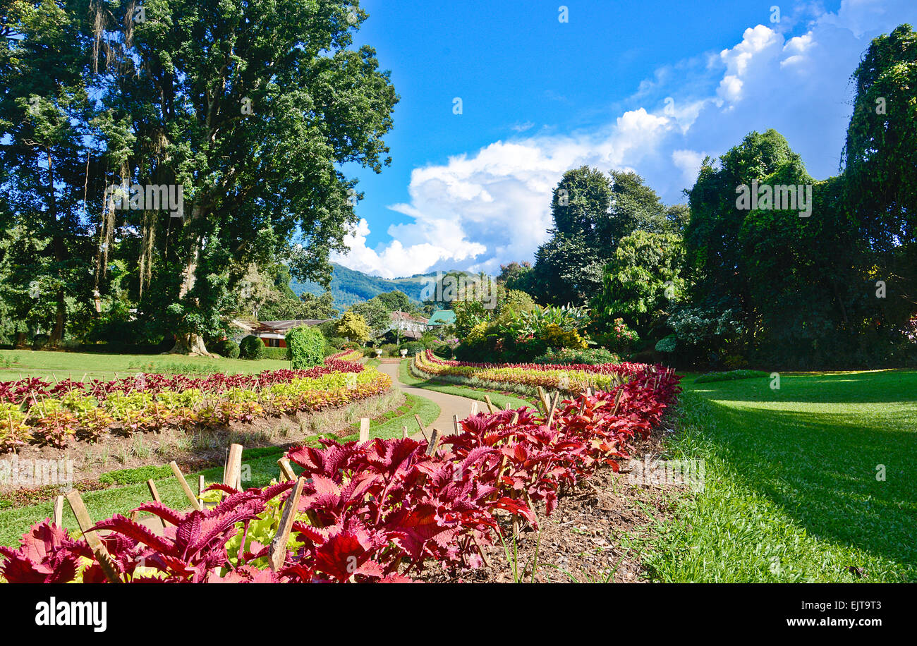 Königlicher Botanischer Garten in Peradeniya, Sri Lanka Stockfoto