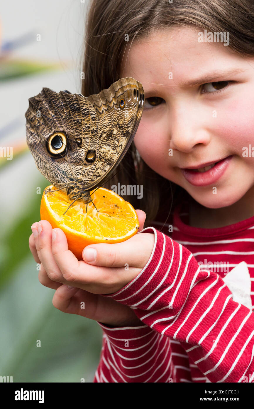 LONDON, VEREINIGTES KÖNIGREICH. 31. März 2015. Eine Eule Schmetterling sitzt auf eine Orange von einem jungen Mädchen während einem Fototermin, markieren Sie die bevorstehende "Sensationelle Schmetterlinge" Ausstellung im Natural History Museum in London am 31. März 2015 statt. Die Ausstellung läuft vom 2. April bis 13. September und bietet Hunderte von tropischen Schmetterlingen aus der ganzen Welt. Bildnachweis: Alamy Live-Nachrichten. Stockfoto