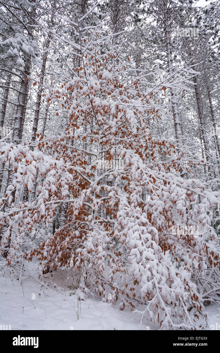 Ein Laubbaum mit seinen toten Blätter an den Zweigen noch festhalten. East Gwillimbury, Ontario, Kanada. Stockfoto