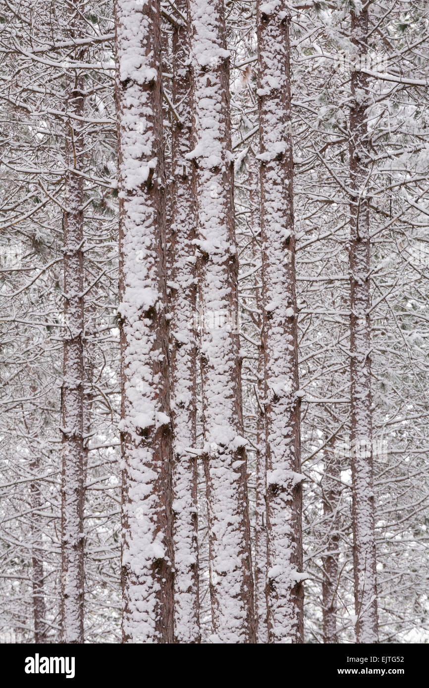 Einer abstrakten Detail Schuss von Schnee bedeckten Pinien in East Gwillimbury, Ontario, Kanada. Stockfoto