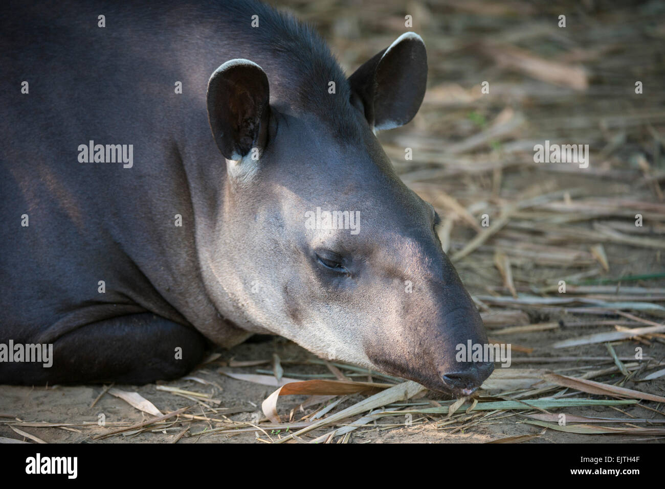 Südamerikanische Tapir, Tapirus Terrestris, Suriname Stockfoto
